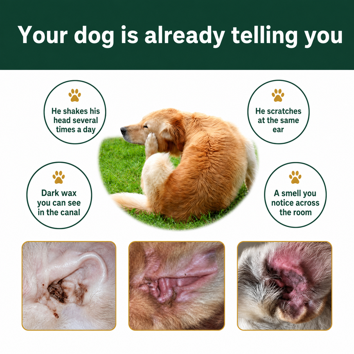 Your dog is already telling you