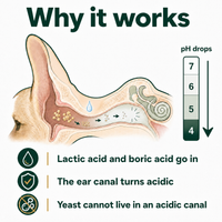 Why it works: the ear canal turns acidic