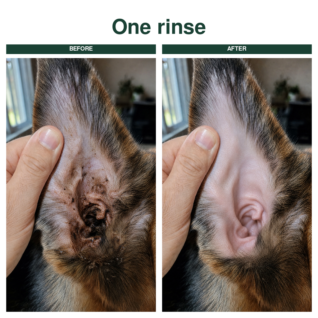 Before and after one rinse