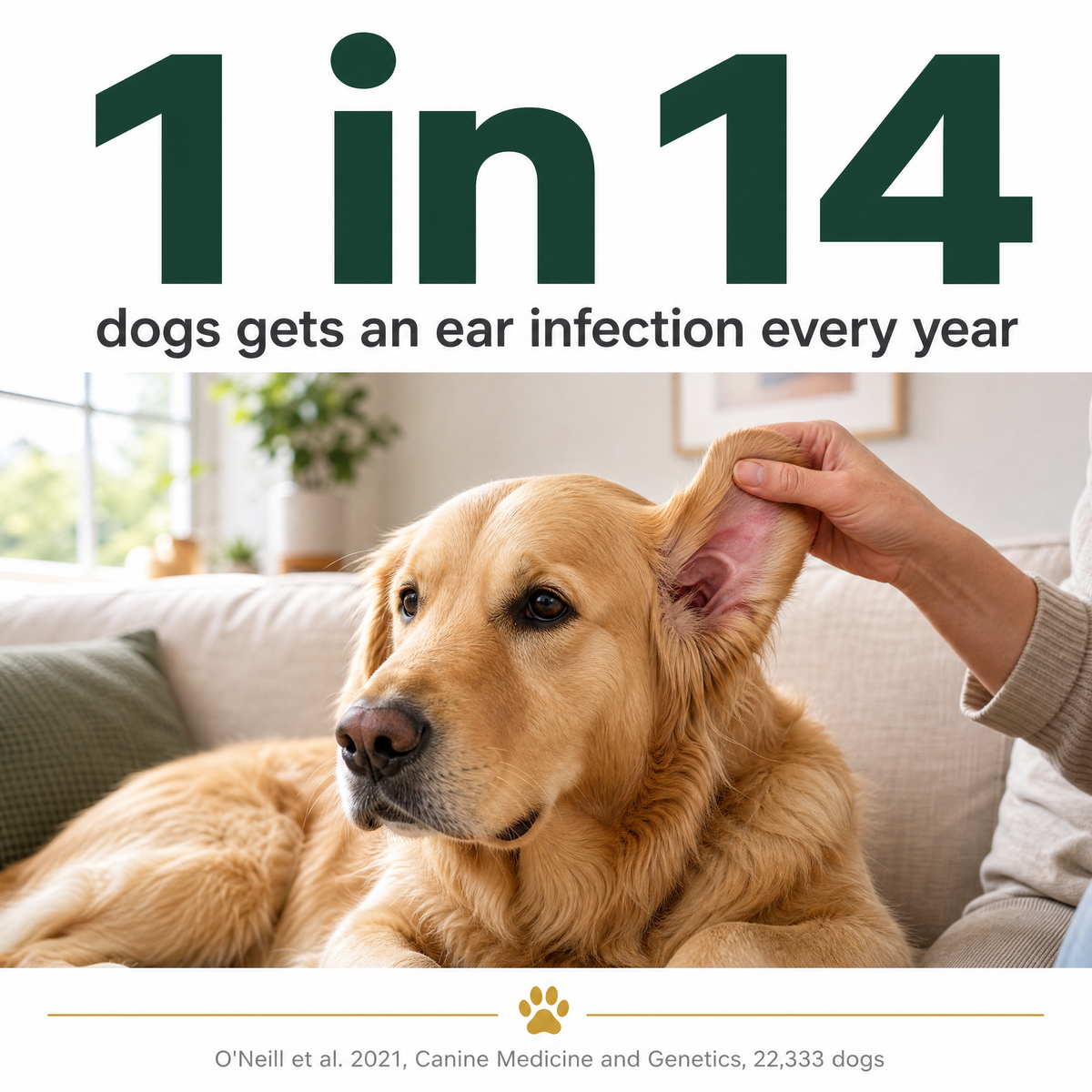 1 in 14 dogs gets an ear infection every year